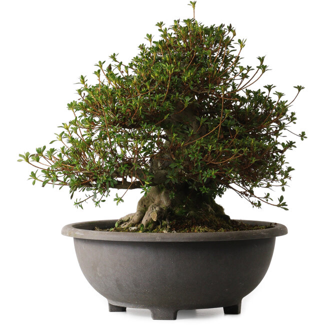 Rhododendron indicum Aozora, 40 cm, ± 30 years old, with a nebari of 27 cm