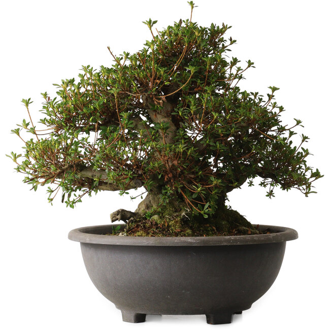 Rhododendron indicum Aozora, 40 cm, ± 30 anni, con un nebari di 27 cm