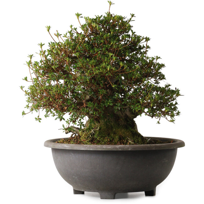 Rhododendron indicum Aozora, 40 cm, ± 30 jaar oud, met een nebari van 27 cm.