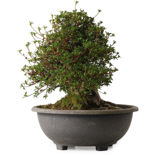 Rhododendron indicum Aozora, 40 cm, ± 30 years old, with a nebari of 27 cm