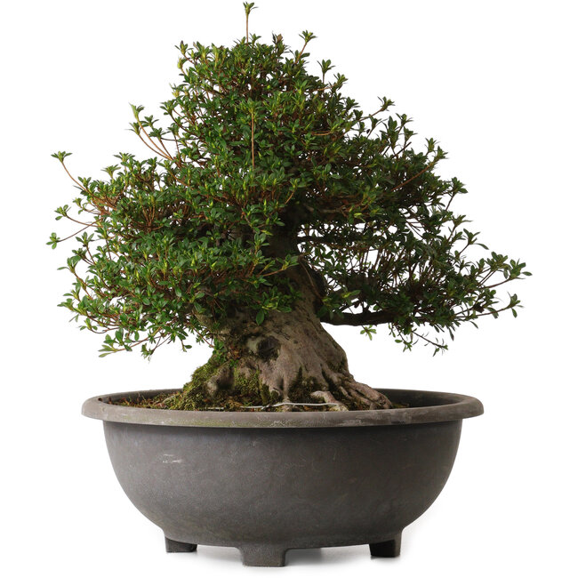 Rhododendron indicum Aozora, 40 cm, ca. 30 Jahre alt, mit einem Wurzelhals von 27 cm