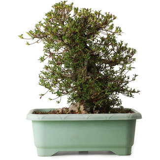 Rhododendron indicum Kozan, 50 cm, ± 30 jaar oud