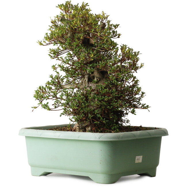 Rhododendron indicum Kozan, 50 cm, ± 30 ans, avec un nebari de 29 cm