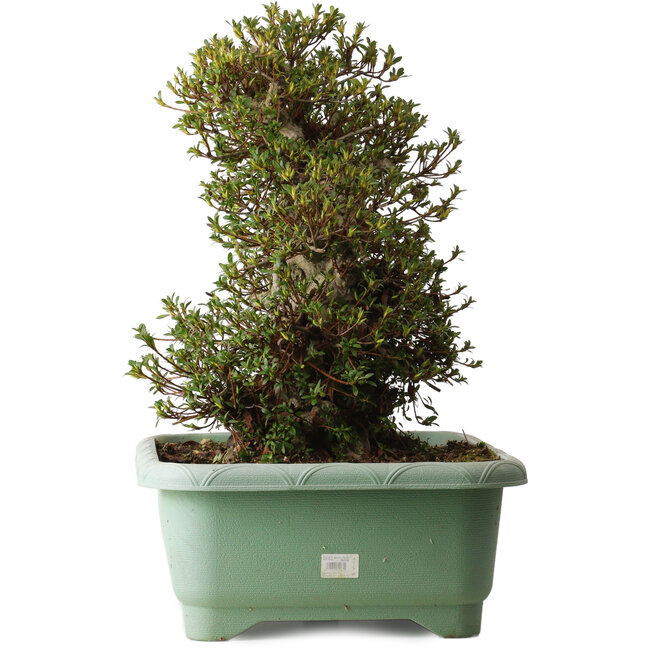 Rhododendron indicum Kozan, 50 cm, ± 30 jaar oud, met een nebari van 29 cm.