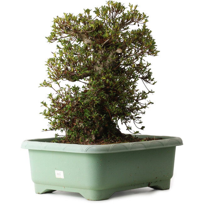 Rhododendron indicum Kozan, 50 cm, ± 30 years old, with a nebari of 29 cm