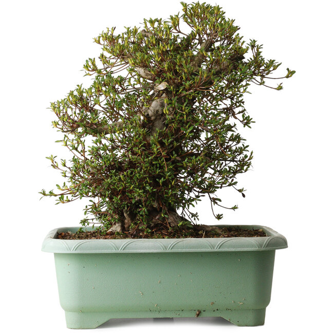 Rhododendron indicum Kozan, 50 cm, ca. 30 Jahre alt, mit einem Wurzelhals von 29 cm