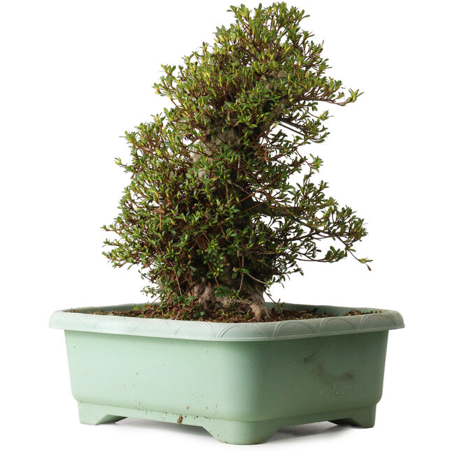 Rhododendron indicum Kozan, 50 cm, ± 30 jaar oud, met een nebari van 29 cm.