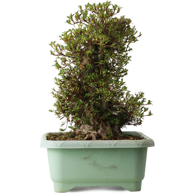 Rhododendron indicum Kozan, 50 cm, ± 30 jaar oud, met een nebari van 29 cm.