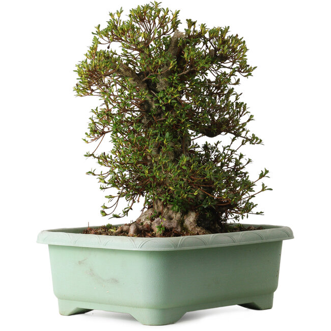 Rhododendron indicum Kozan, 50 cm, ± 30 jaar oud, met een nebari van 29 cm.