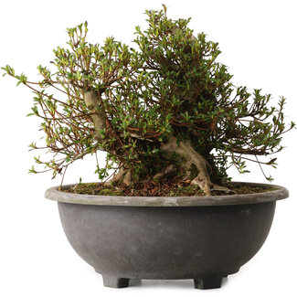 Rhododendron indicum Kozan, 32 cm, ± 30 anni