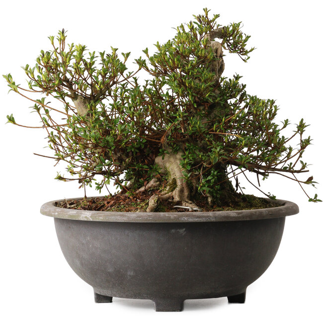 Rhododendron indicum Kozan, 32 cm, ± 30 anni, con un nebari di 23 cm