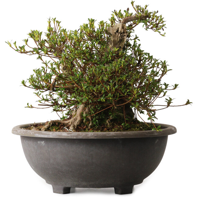 Rhododendron indicum Kozan, 32 cm, ± 30 años, con un nebari de 23 cm