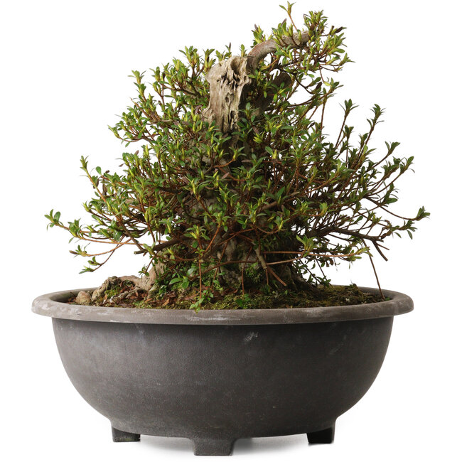 Rhododendron indicum Kozan, 32 cm, ± 30 ans, avec un nebari de 23 cm