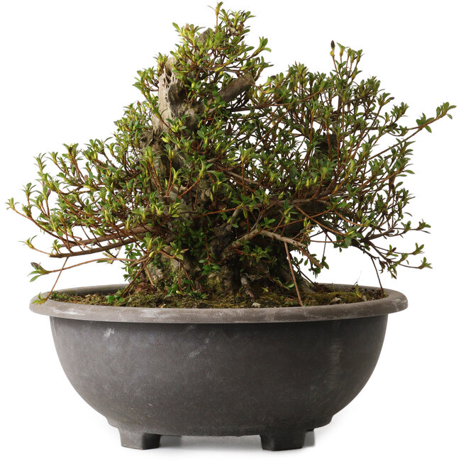 Rhododendron indicum Kozan, 32 cm, ± 30 ans, avec un nebari de 23 cm