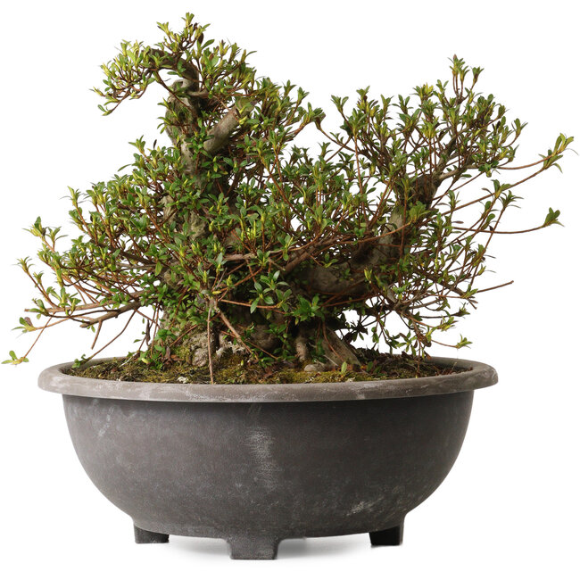 Rhododendron indicum Kozan, 32 cm, ± 30 anni, con un nebari di 23 cm