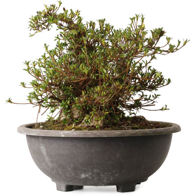 Rhododendron indicum Kozan, 32 cm, ± 30 years old, with a nebari of 23 cm