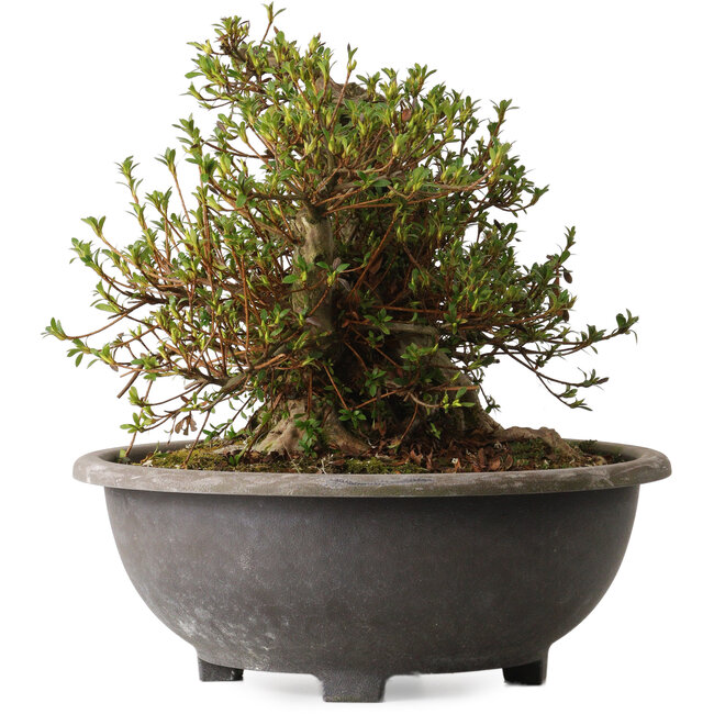 Rhododendron indicum Kozan, 32 cm, ± 30 years old, with a nebari of 23 cm