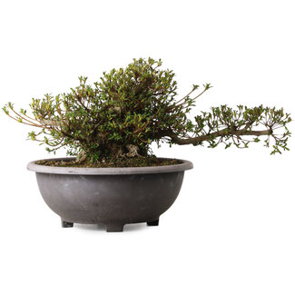 Rhododendron indicum Kozan, 28 cm, ± 30 jaar oud