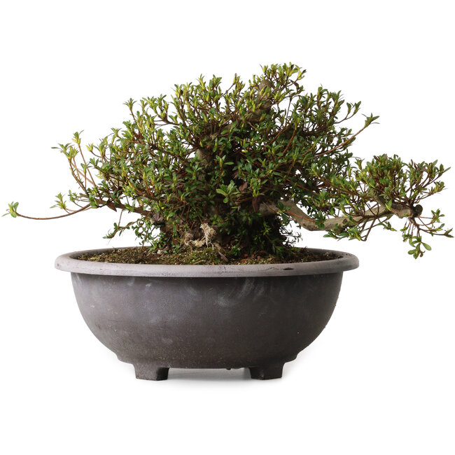 Rhododendron indicum Kozan, 28 cm, ca. 30 Jahre alt, mit einem Wurzelhals von 20 cm