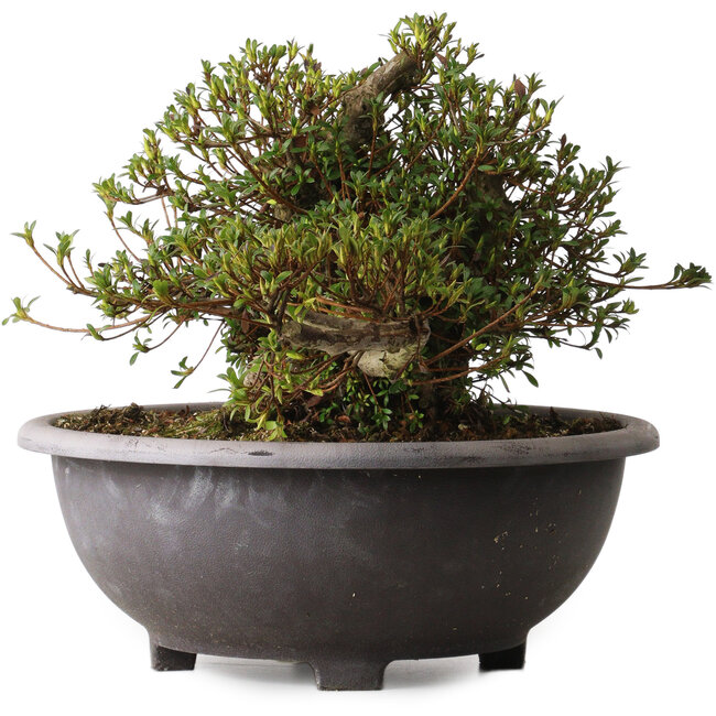 Rhododendron indicum Kozan, 28 cm, ± 30 years old, with a nebari of 20 cm