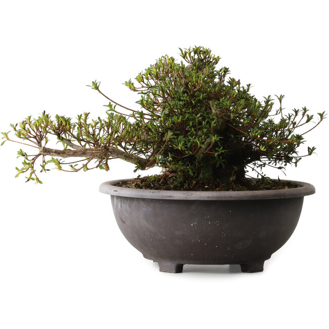 Rhododendron indicum Kozan, 28 cm, ca. 30 Jahre alt, mit einem Wurzelhals von 20 cm