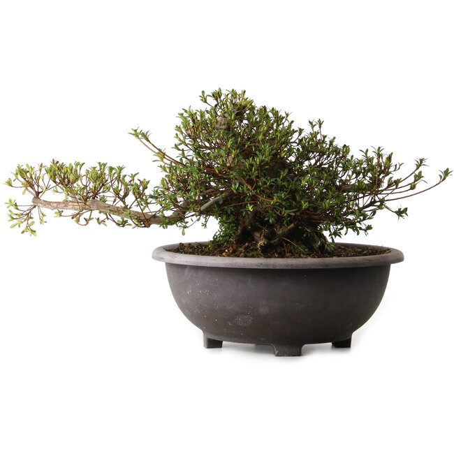 Rhododendron indicum Kozan, 28 cm, ± 30 anni, con un nebari di 20 cm