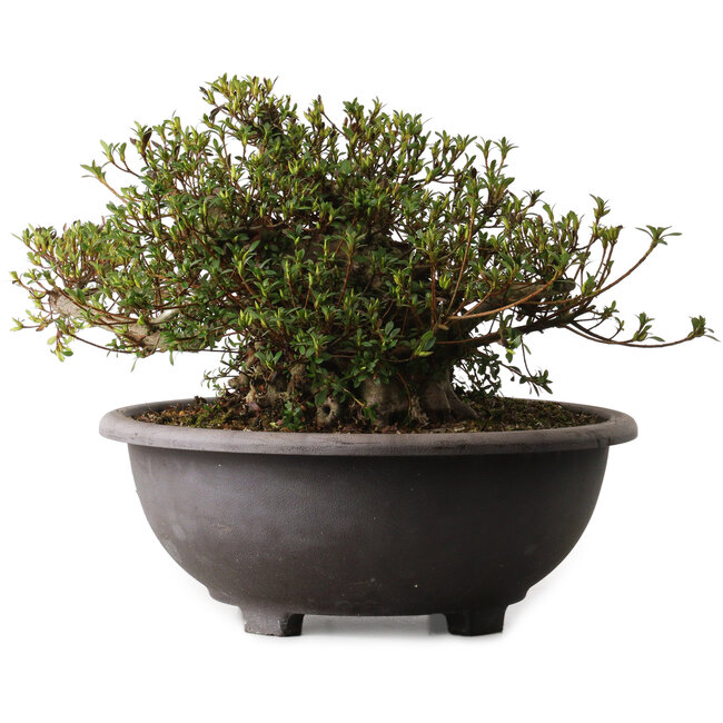 Rhododendron indicum Kozan, 28 cm, ± 30 ans, avec un nebari de 20 cm