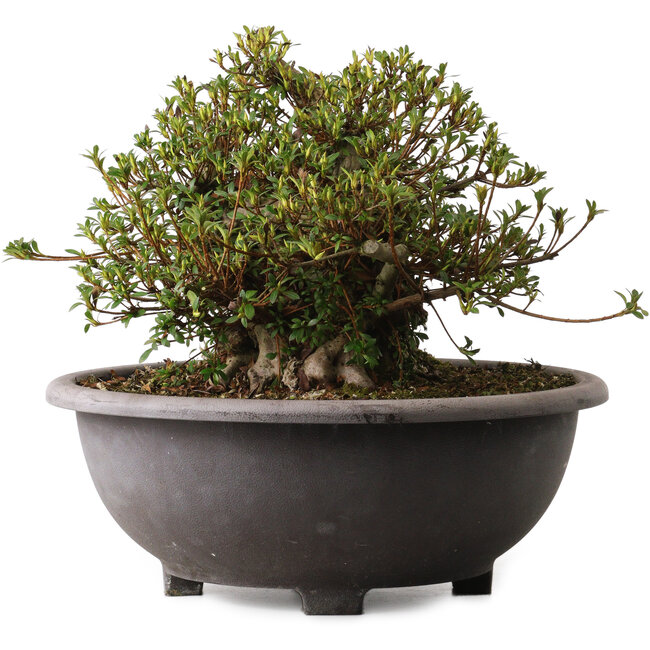 Rhododendron indicum Kozan, 28 cm, ± 30 jaar oud, met een nebari van 20 cm