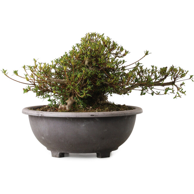 Rhododendron indicum Kozan, 28 cm, ± 30 años, con un nebari de 20 cm