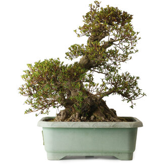 Rhododendron indicum Aozora, 57 cm, ± 30 jaar oud