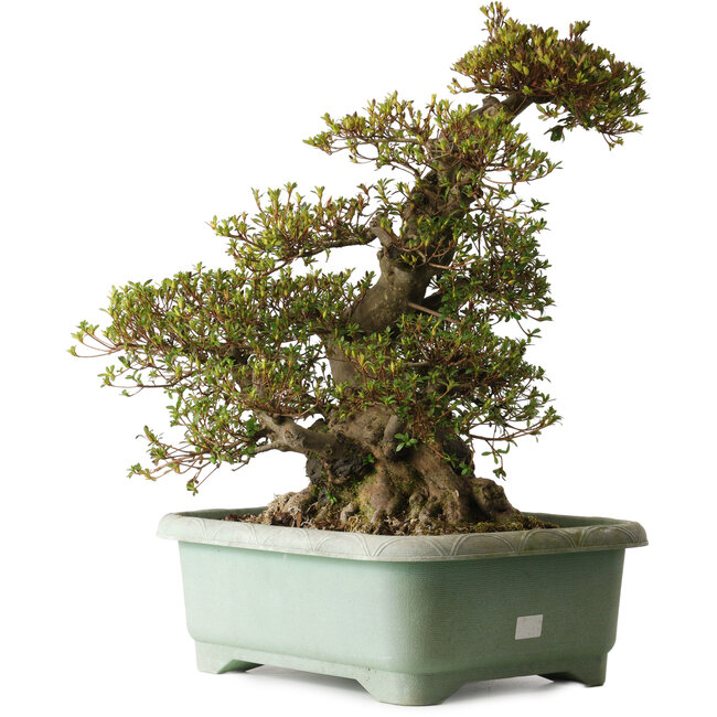 Rhododendron indicum Aozora, 57 cm, ± 30 años, con un nebari de 30 cm