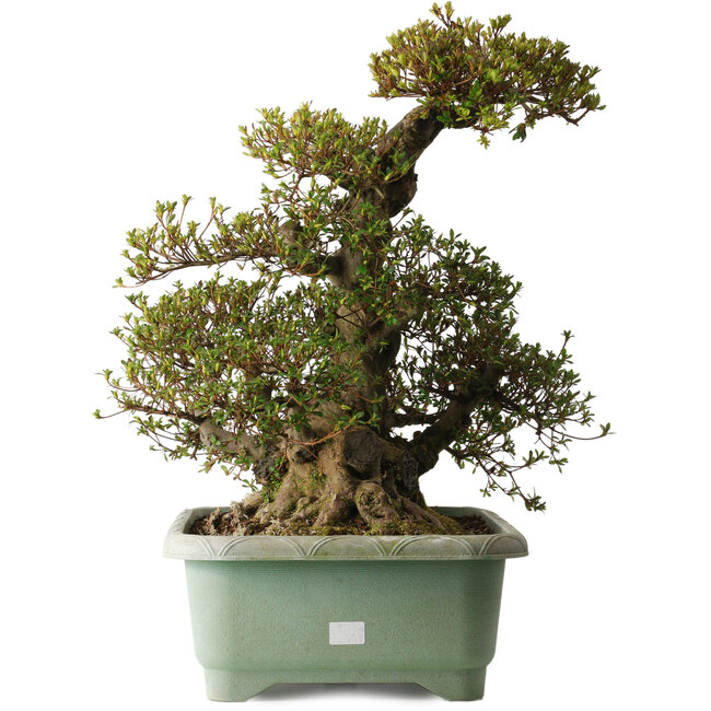 Rhododendron indicum Aozora, 57 cm, ca. 30 Jahre alt, mit einem Wurzelhals von 30 cm