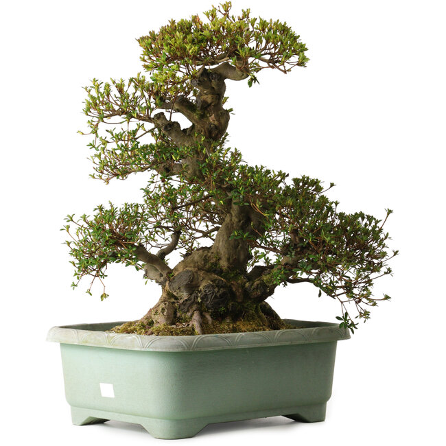 Rhododendron indicum Aozora, 57 cm, ± 30 años, con un nebari de 30 cm