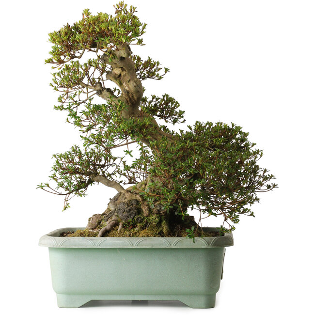 Rhododendron indicum Aozora, 57 cm, ± 30 ans, avec un nebari de 30 cm