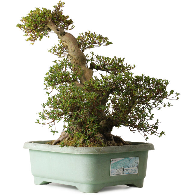 Rhododendron indicum Aozora, 57 cm, ± 30 years old, with a nebari of 30 cm