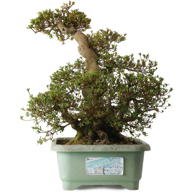 Rhododendron indicum Aozora, 57 cm, ca. 30 Jahre alt, mit einem Wurzelhals von 30 cm