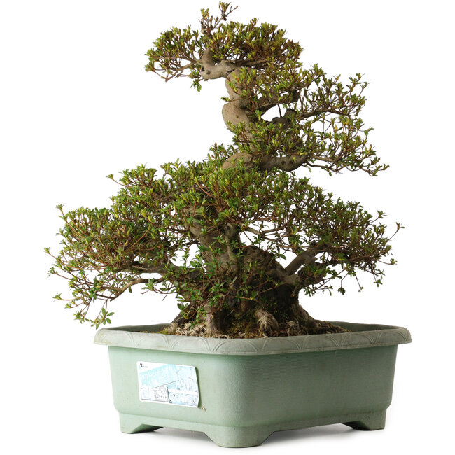 Rhododendron indicum Aozora, 57 cm, ± 30 anni, con un nebari di 30 cm