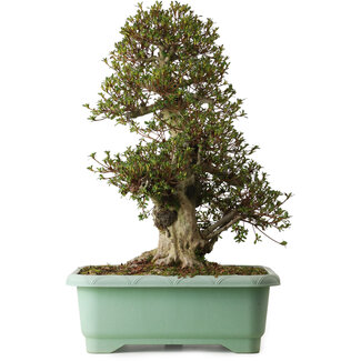 Rhododendron indicum Nikko, 66 cm, ± 30 Jahre alt