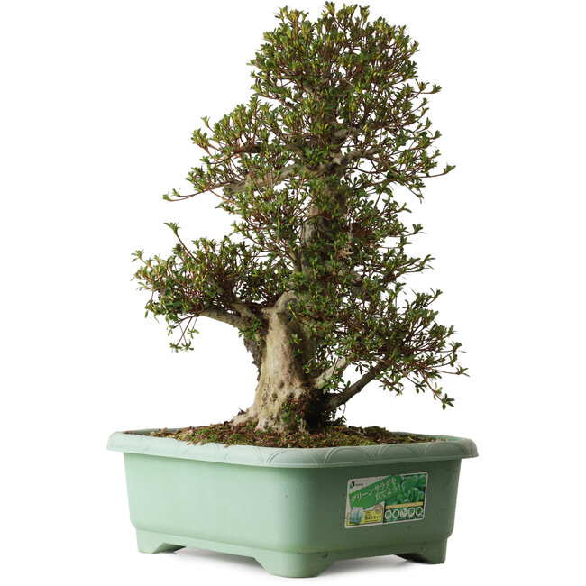 Rhododendron indicum Nikko, 66 cm, ± 30 años, con un nebari de 25 cm