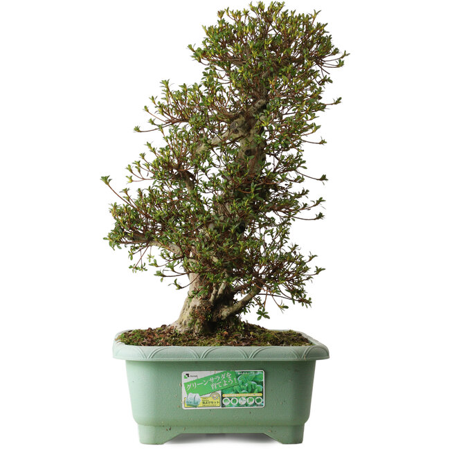 Rhododendron indicum Nikko, 66 cm, ± 30 jaar oud, met een nebari van 25 cm.