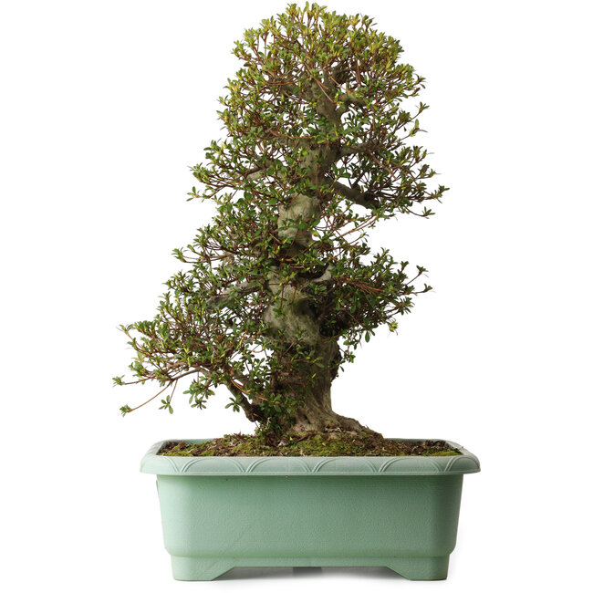 Rhododendron indicum Nikko, 66 cm, ± 30 years old, with a nebari of 25 cm