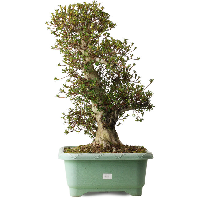 Rhododendron indicum Nikko, 66 cm, ca. 30 Jahre alt, mit einem Wurzelhals von 25 cm