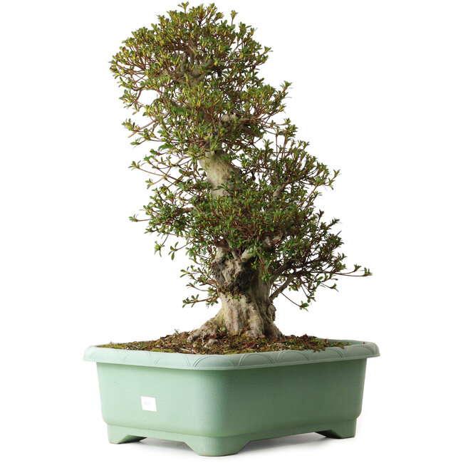 Rhododendron indicum Nikko, 66 cm, ± 30 jaar oud, met een nebari van 25 cm.