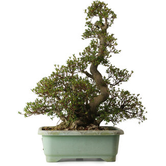 Rhododendron indicum Aozora, 75 cm, ± 30 Jahre alt