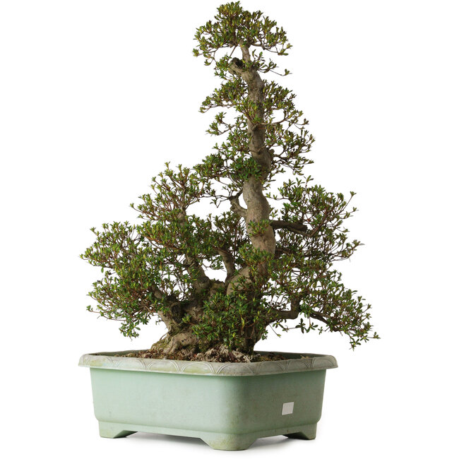 Rhododendron indicum Aozora, 75 cm, ± 30 años, con un nebari de 24 cm