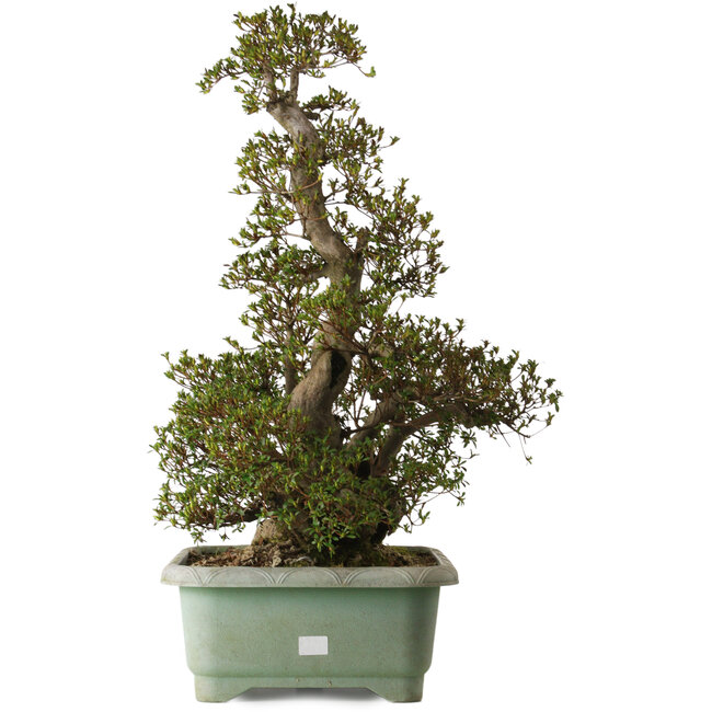 Rhododendron indicum Aozora, 75 cm, ± 30 jaar oud, met een nebari van 24 cm