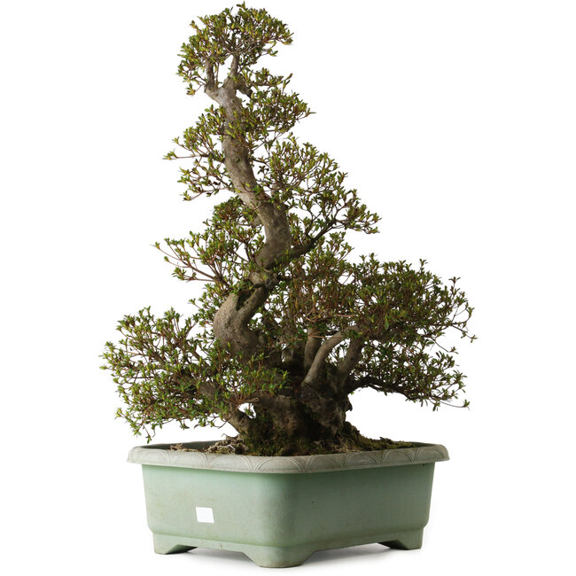 Rhododendron indicum Aozora, 75 cm, ca. 30 Jahre alt, mit einem Wurzelhals von 24 cm