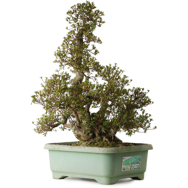 Rhododendron indicum Aozora, 75 cm, ± 30 jaar oud, met een nebari van 24 cm