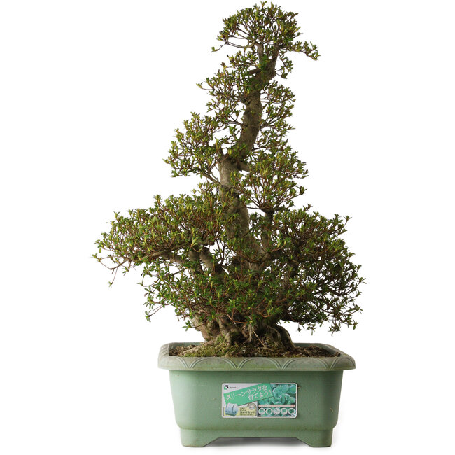 Rhododendron indicum Aozora, 75 cm, ± 30 jaar oud, met een nebari van 24 cm