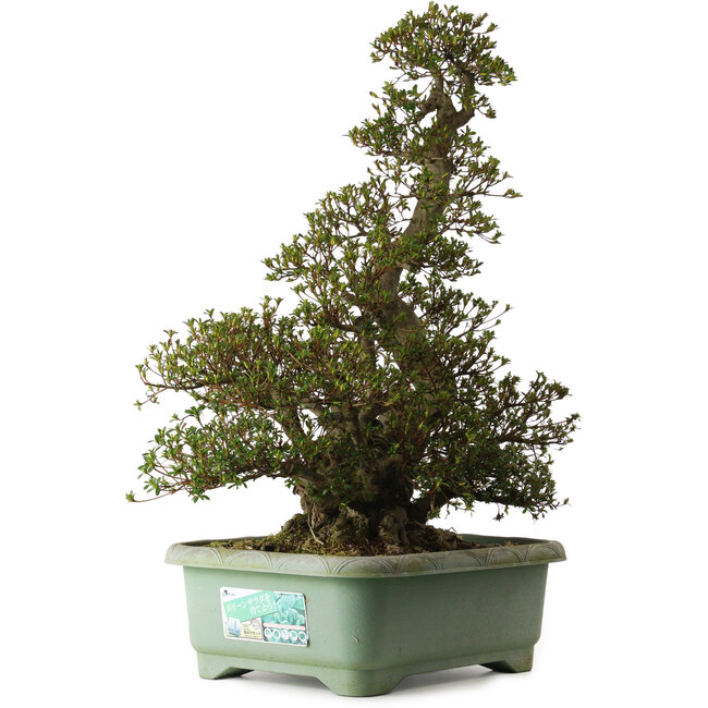 Rhododendron indicum Aozora, 75 cm, ± 30 jaar oud, met een nebari van 24 cm